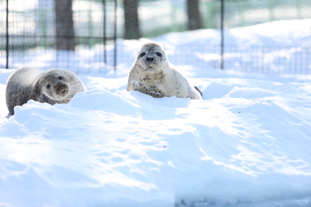 おびひろ動物園