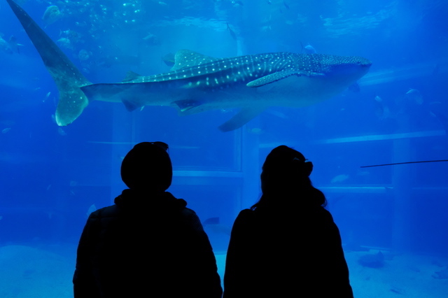 海遊館・ジンベエザメ