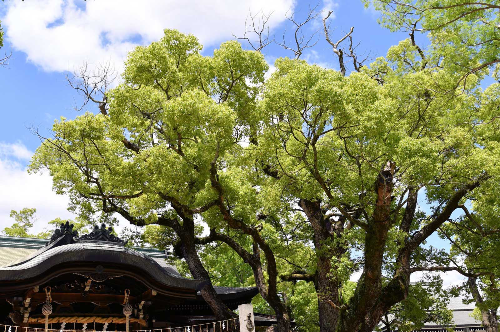 石切神社と御神木