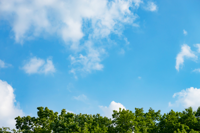 手賀の丘公園の森と空