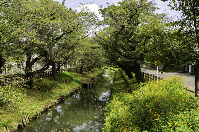 川越氷川神社の新河岸川