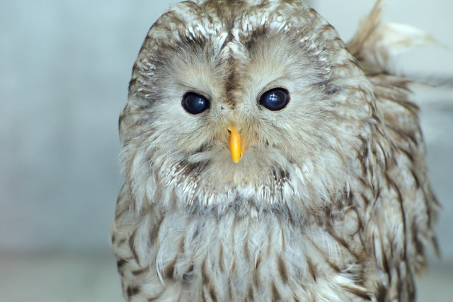 フクロウの展示室（松江フォーゲルパーク）