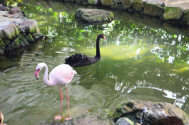 水鳥温室（松江フォーゲルパーク）