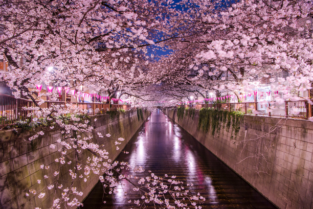 目黒川の夜桜