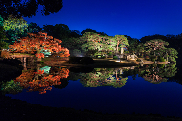 六義園(ライトアップ)