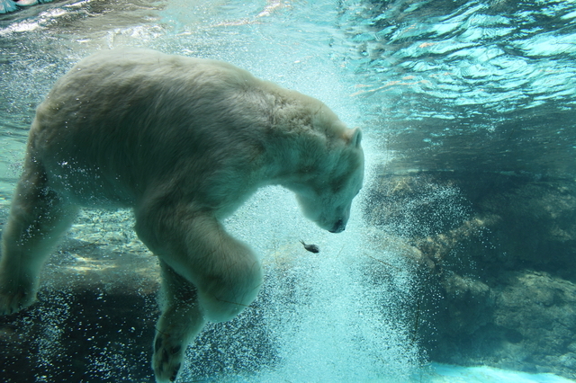 「豊橋総合動植物公園 のんほいパーク」のホッキョクグマ