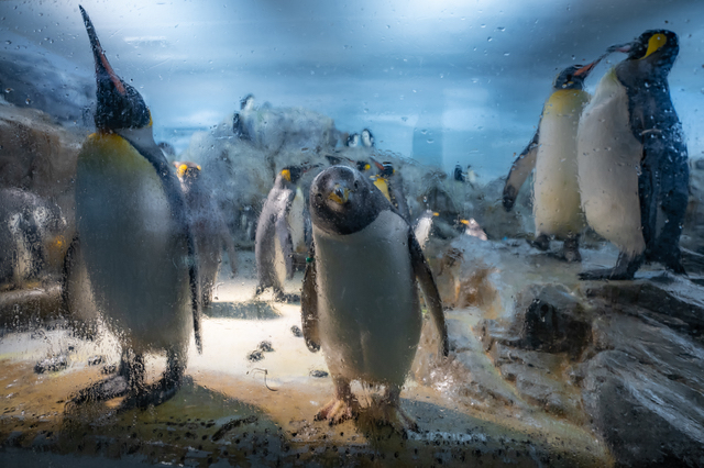 豊橋のんほいパークのペンギン