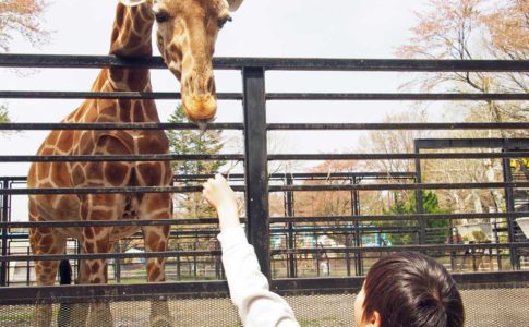 宇都宮動物園のキリン