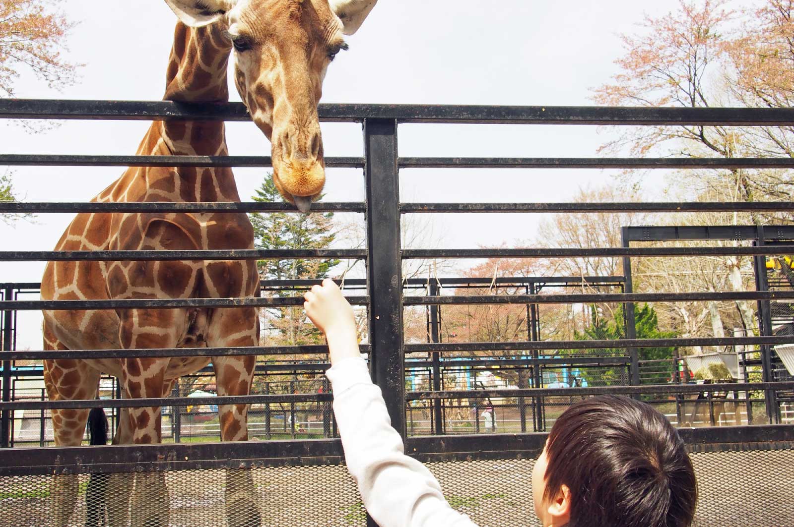 宇都宮動物園のキリン