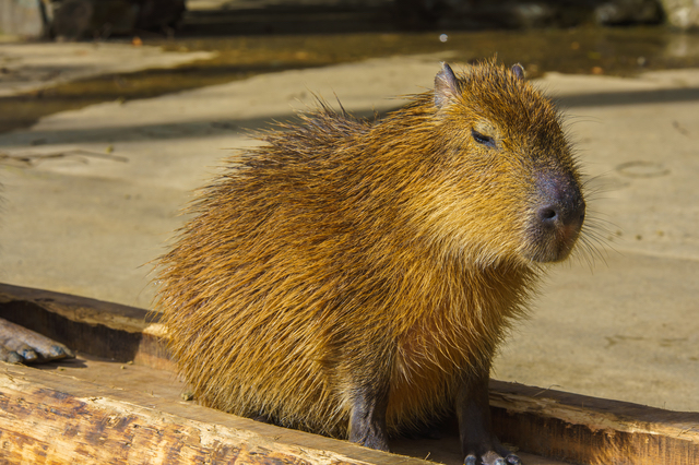 宇都宮動物園のカピバラ