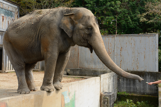 宇都宮動物園のゾウ