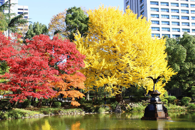 紅葉の日比谷公園（鶴の噴水前）