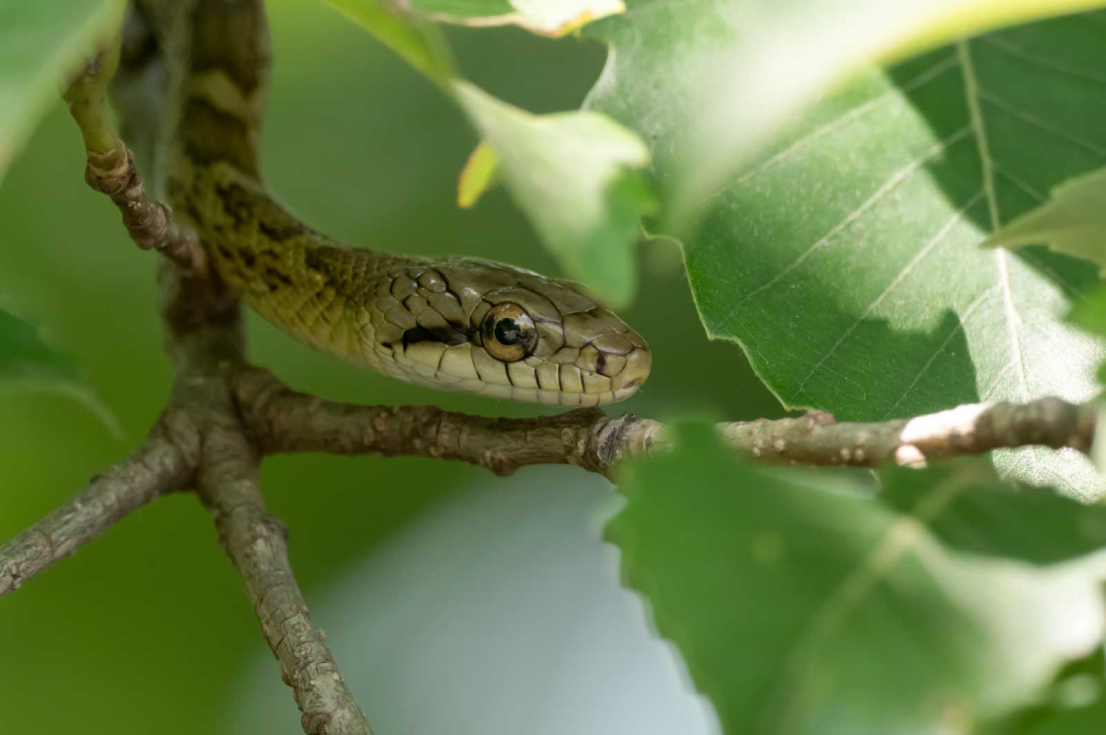 シマヘビ