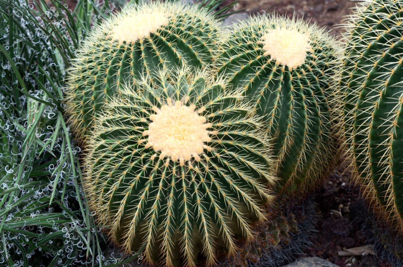 キンシャチ（高知県立牧野植物園）