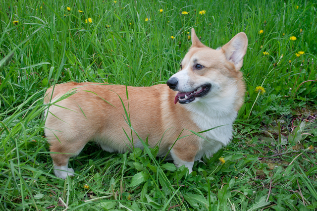 愛犬・ポッケ