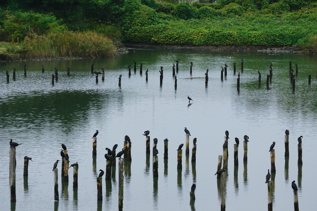 東京港野鳥公園