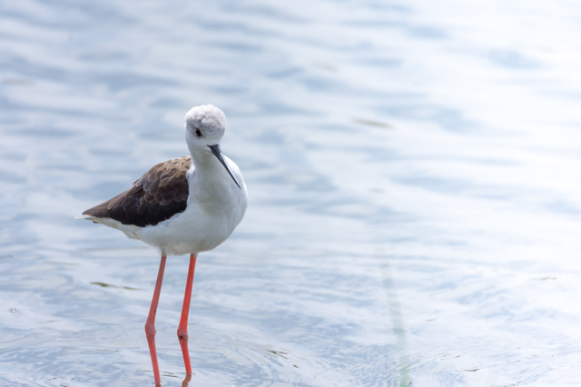 東京港野鳥公園で見たセイタカシギ