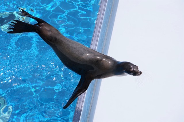 アシカショー（加茂水族館）