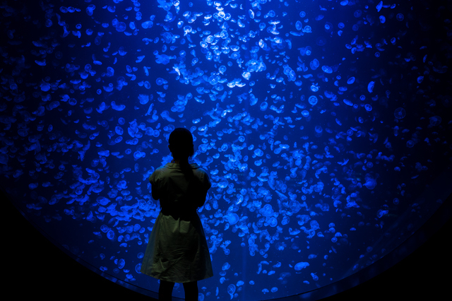 クラネタリウム（加茂水族館）