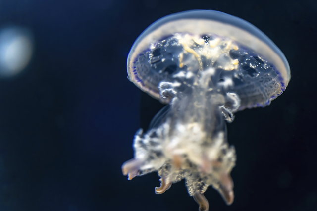 まさにクラゲの聖地 世界が認めた山形 加茂水族館 の大水槽に クラゲ女子 たちも感動 Sweetmap
