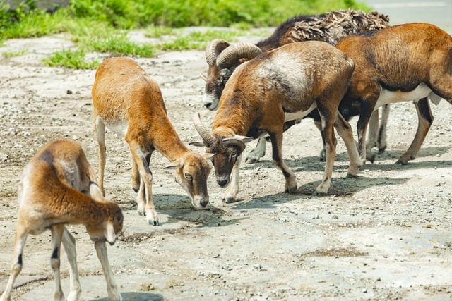 九州自然動物公園アフリカンサファリ