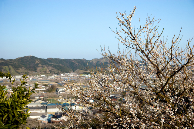 みなべ町（和歌山）