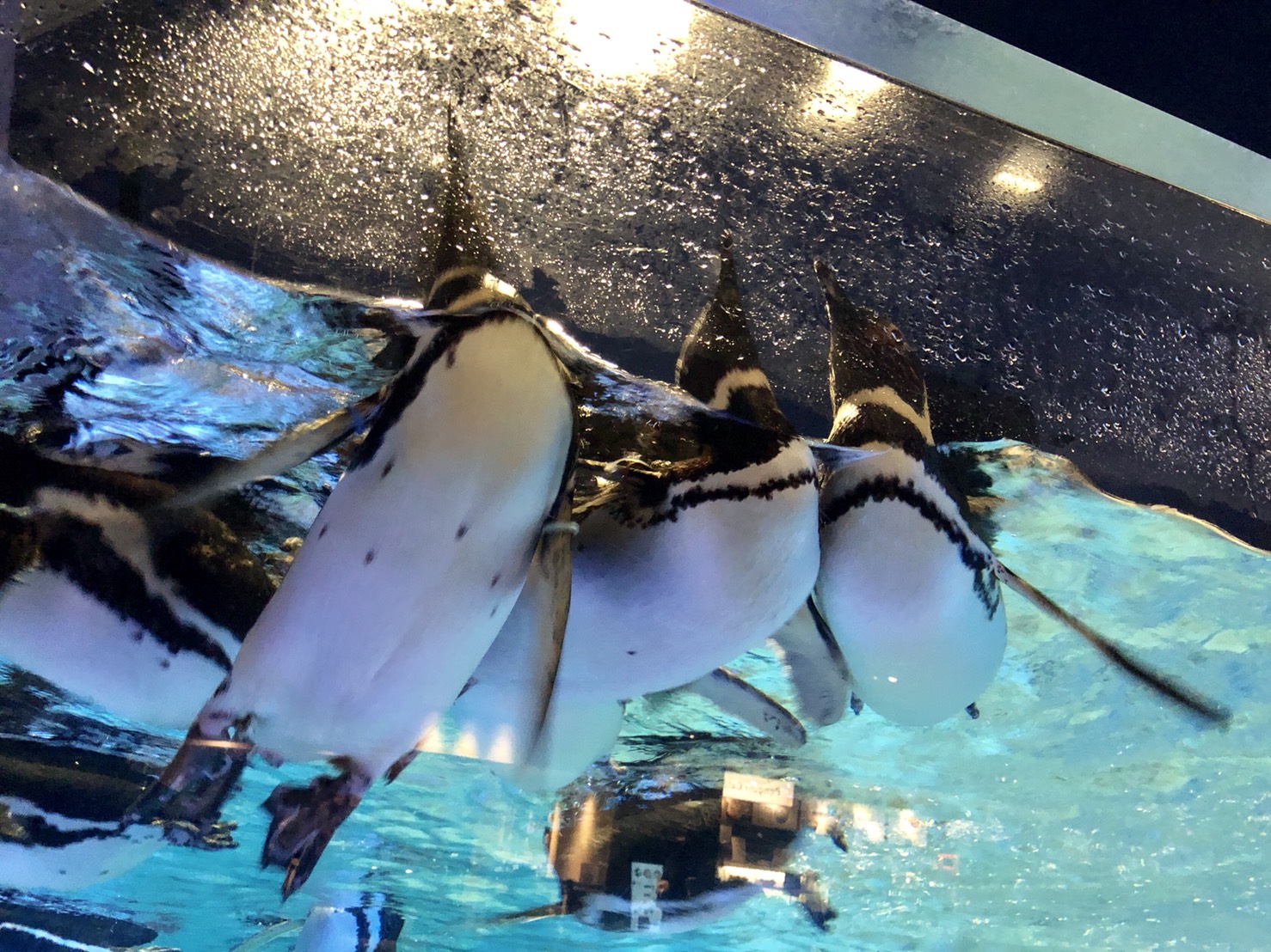 すみだ水族館のペンギンたち