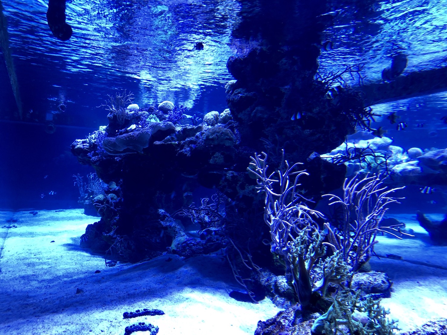 深海系水槽（すみだ水族館）