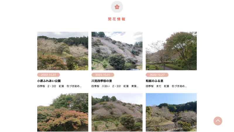 四季桜と紅葉の共演美「小原観光協会」HP