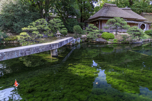 池の透明度がすごい岡山後楽園