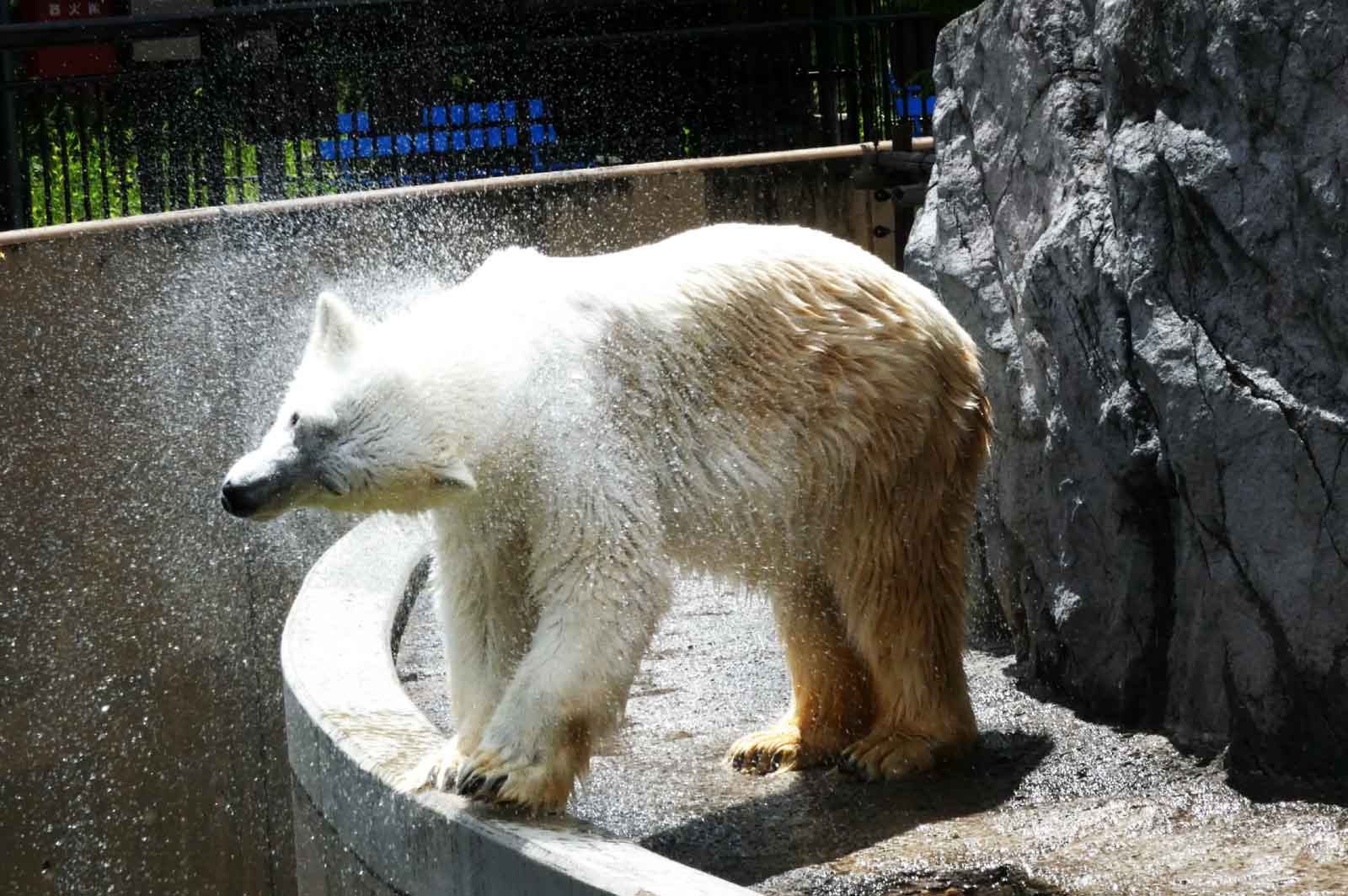 旭山動物園