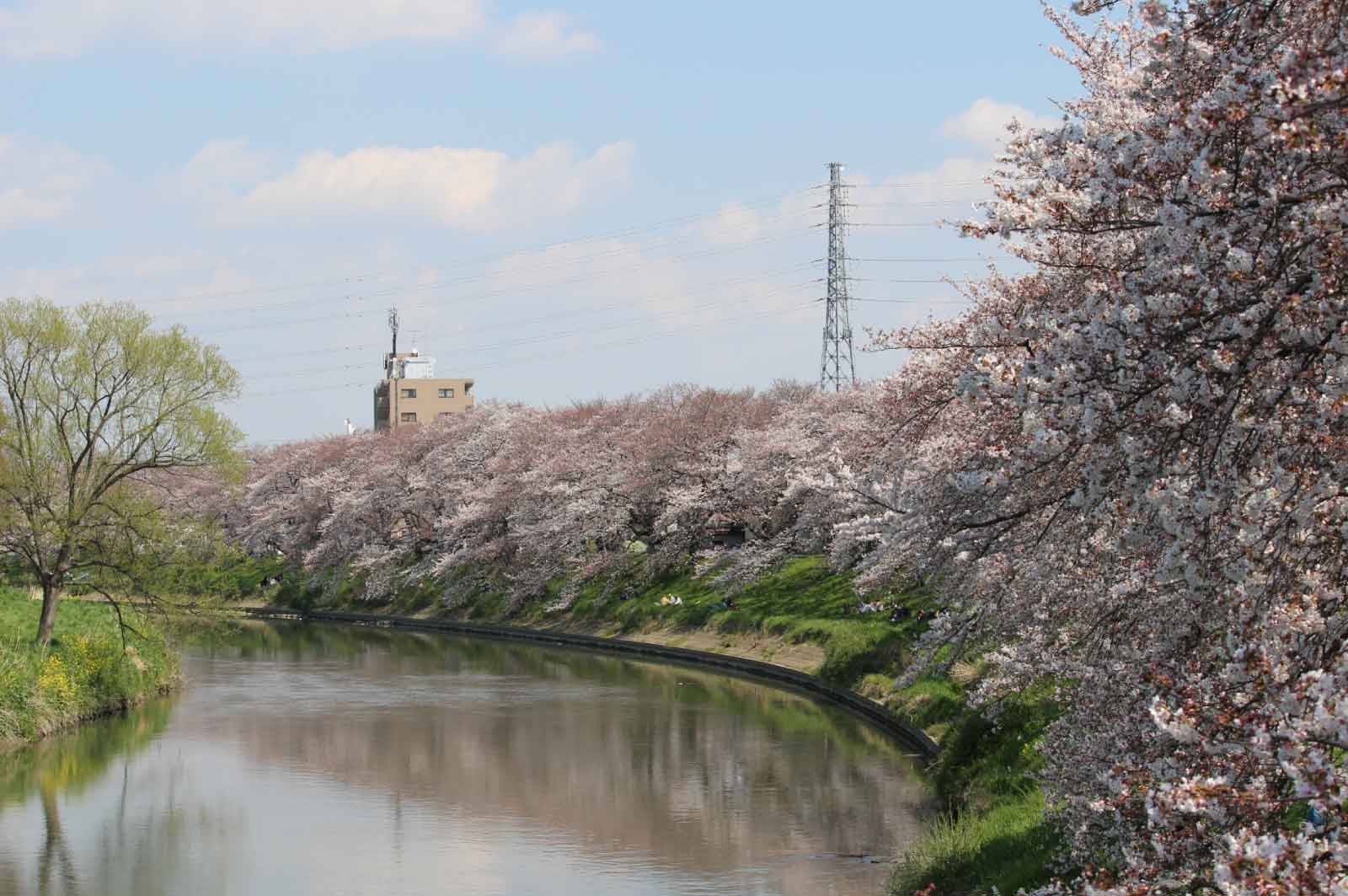 元荒川堤